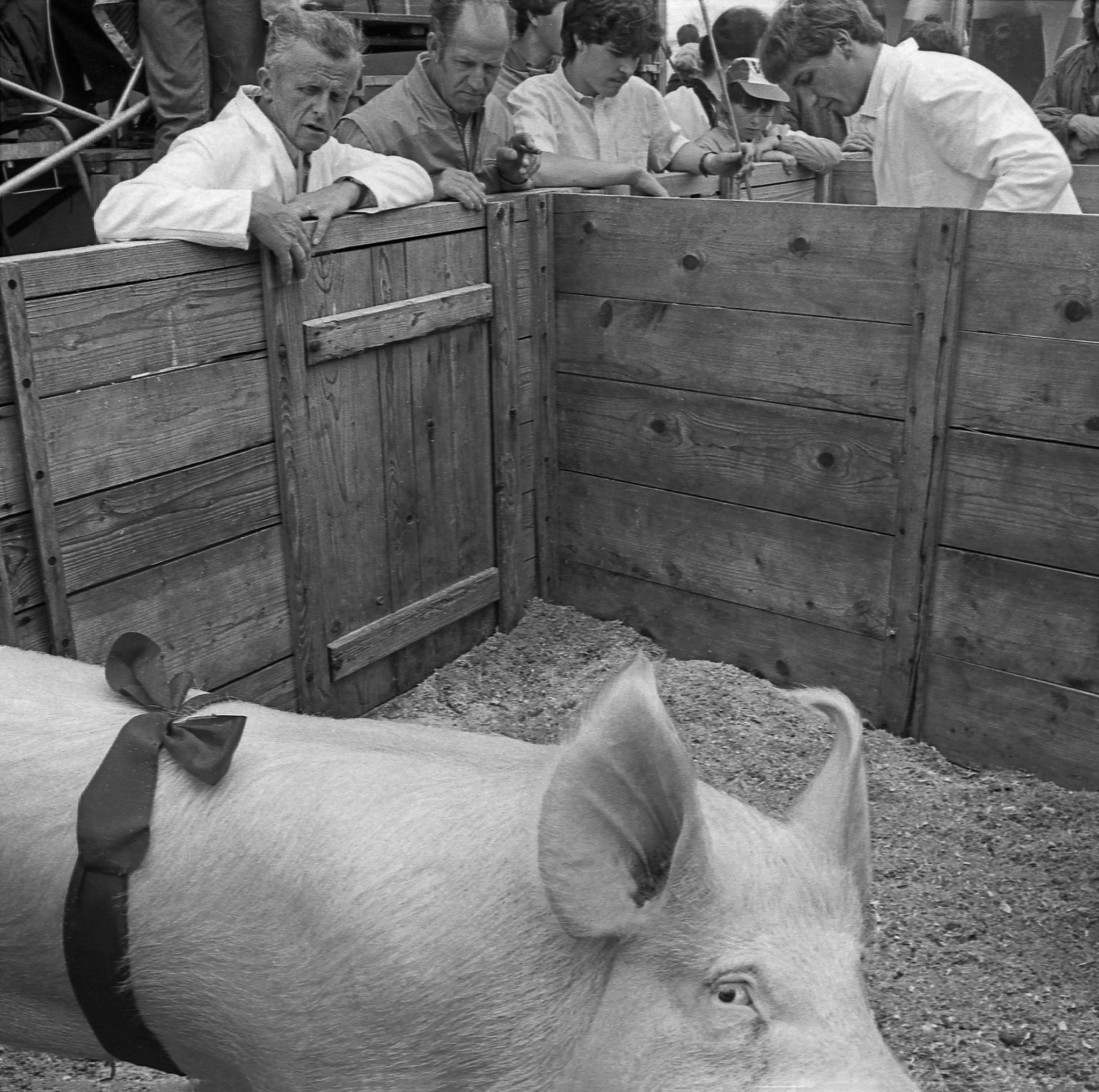 Zwischen Folklore und Schweizer Traditionen, 12